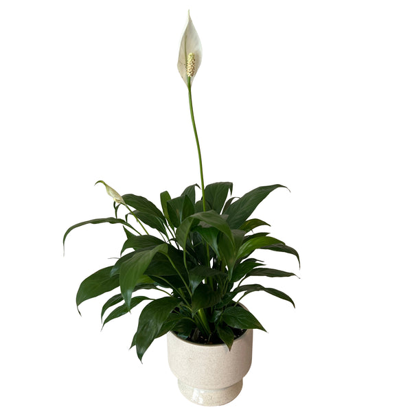 Peace Lily Plant
