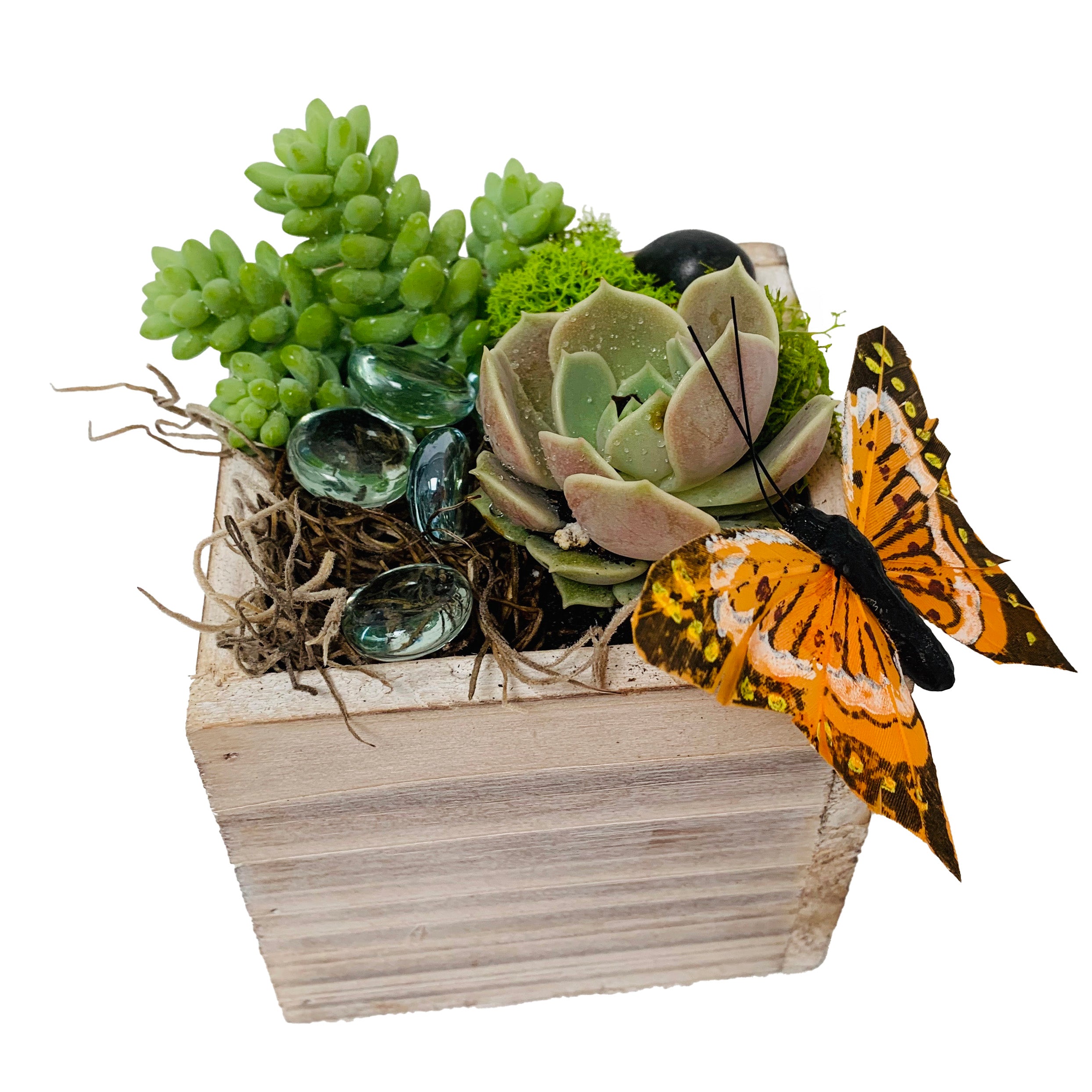 succulent delivery san francisco Small Succulent Plant