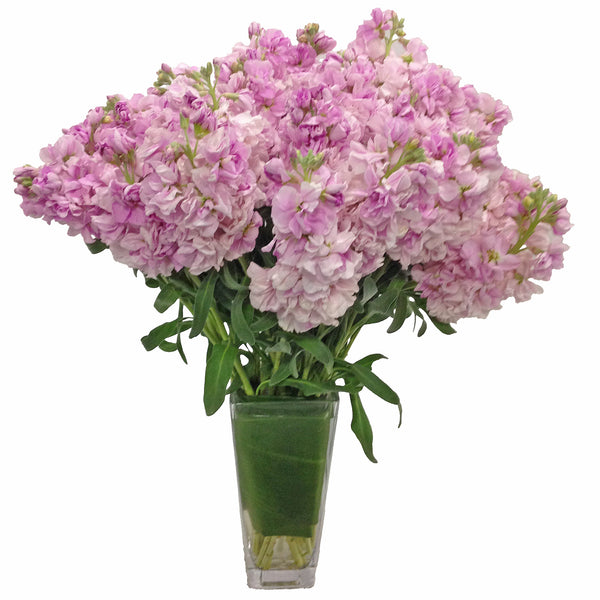 Simply Matthiola Flower Arrangement