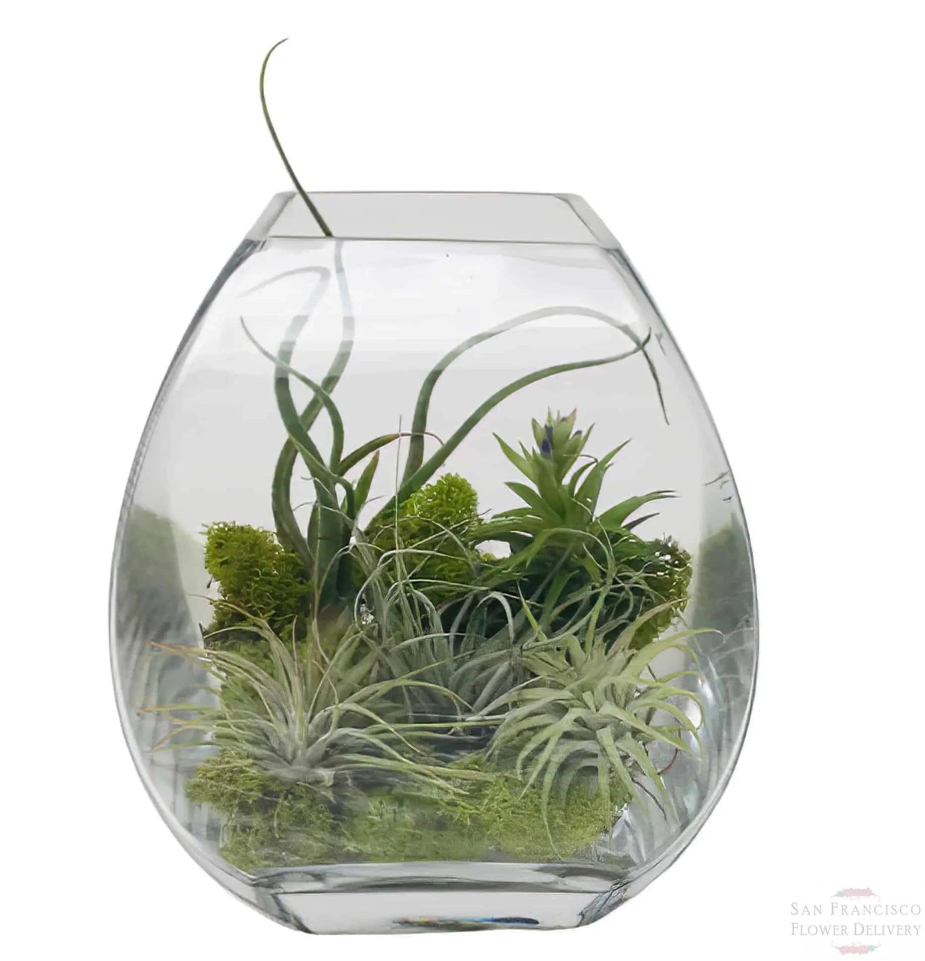 terrarium air plants uk Air Plant Terrarium