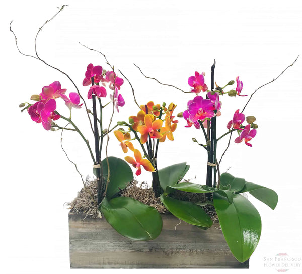 Boutique Phalaenopsis Trilogy