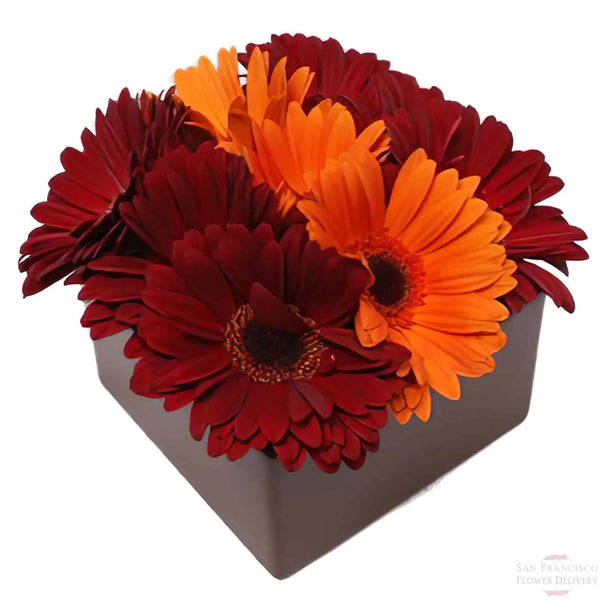 Daisies in a Row Flower Arrangement