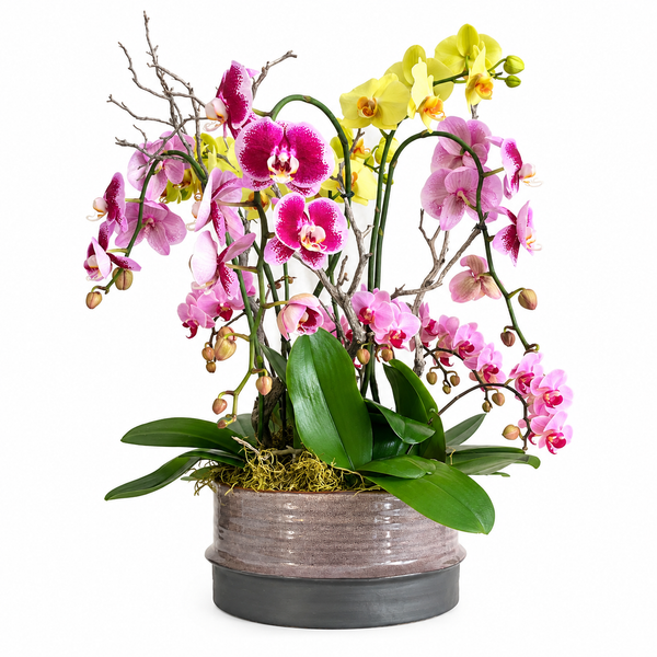 Large Mixed Phalaenopsis Orchid Planter