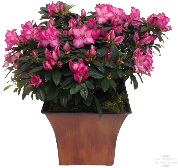 Pink Flowering Plant