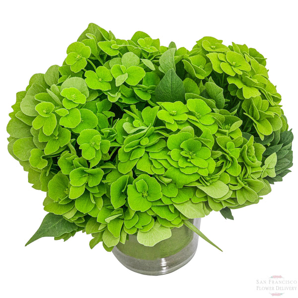 Simply Green Hydrangea