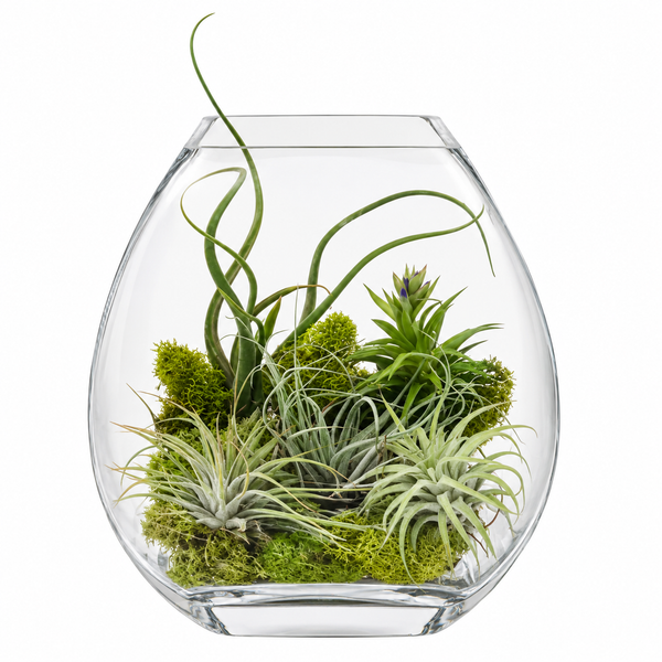 Air Plant Terrarium