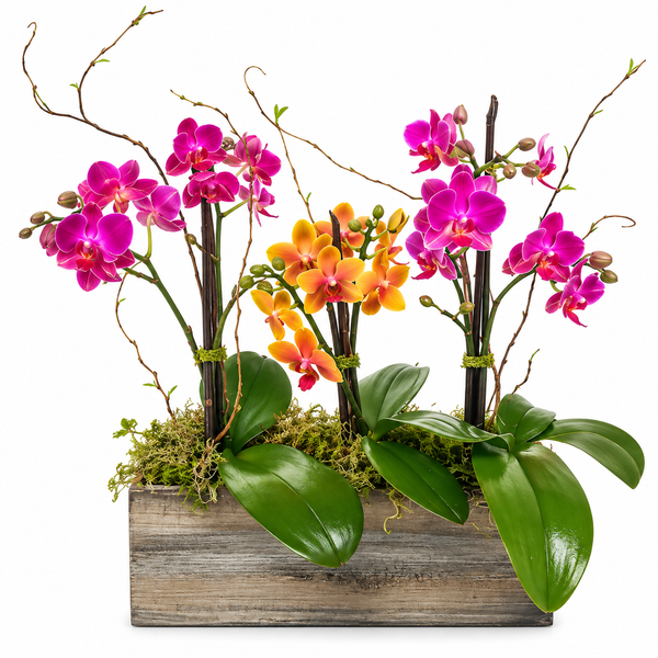 Boutique Phalaenopsis Trilogy