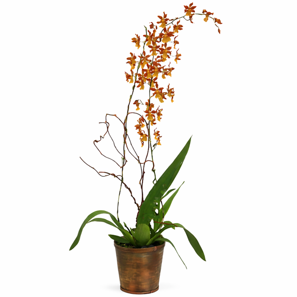Brown Oncidium Orchid Plant