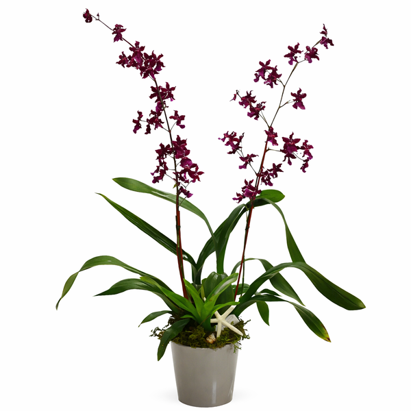 Burgundy Oncidium Orchid Plant
