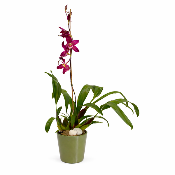 Royal Cattleya Orchid Plant