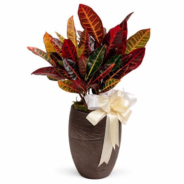 Croton Planter
