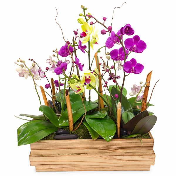 Large Mixed Phalaenopsis Orchid Planter