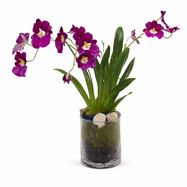 Miltonia Orchid Plant