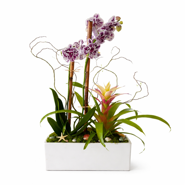 Tropical Delight Planter