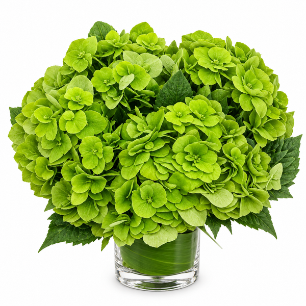 Simply Green Hydrangea