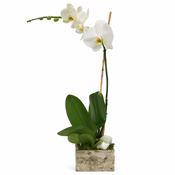 Single Stem Phalaenopsis Orchid Plant