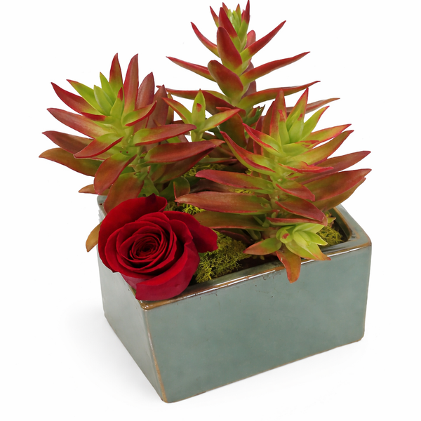 Succulent Rose Garden