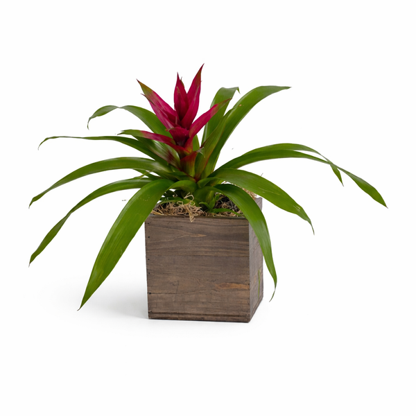 Tropical Bromeliad Plant