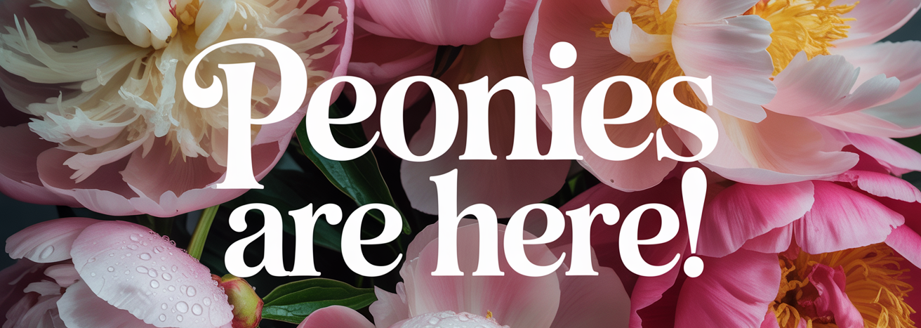 -🆕 Peony Collection- banner