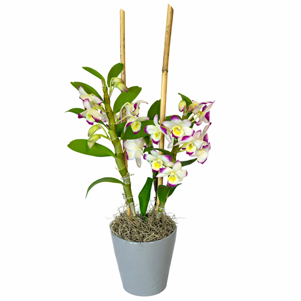 Tall Dendrobium Orchid Planter