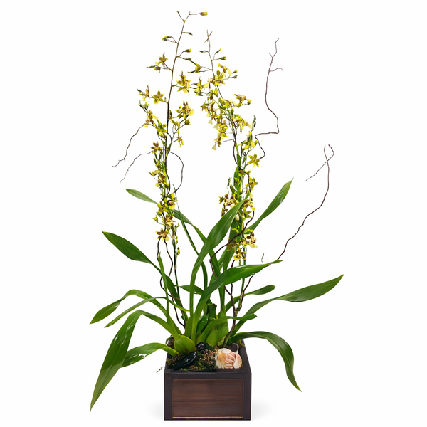 Yellow Oncidium Orchid Plant